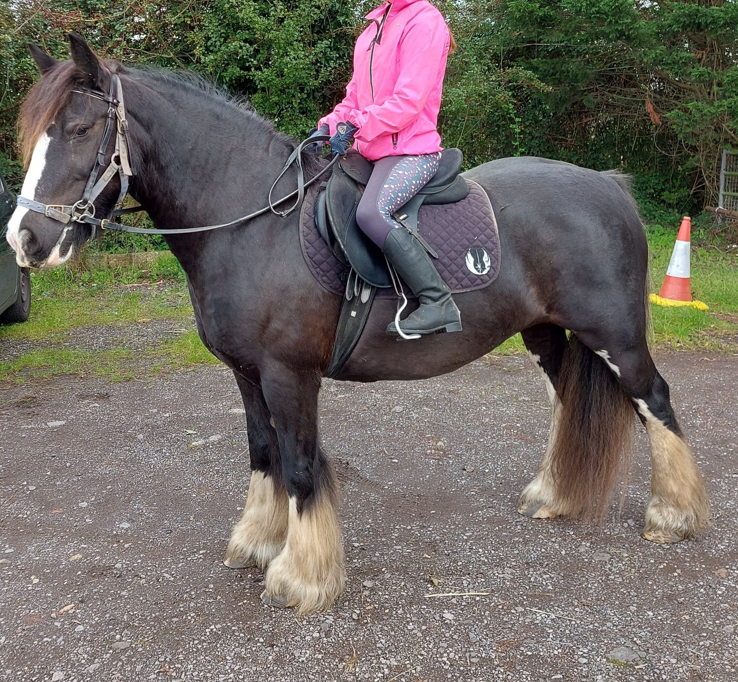 "Molly" Dark Bay Mare Family Horse - Horses in Holt