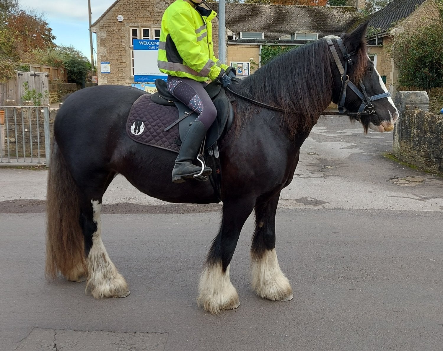 "Molly" Dark Bay Mare Family Horse - Horses