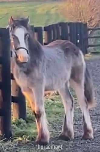 "Rebel " Dun Colt Showing Horse
