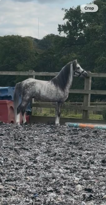 "Harry" Grey Gelding All Rounder