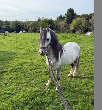 "Harry" Grey Gelding All Rounder