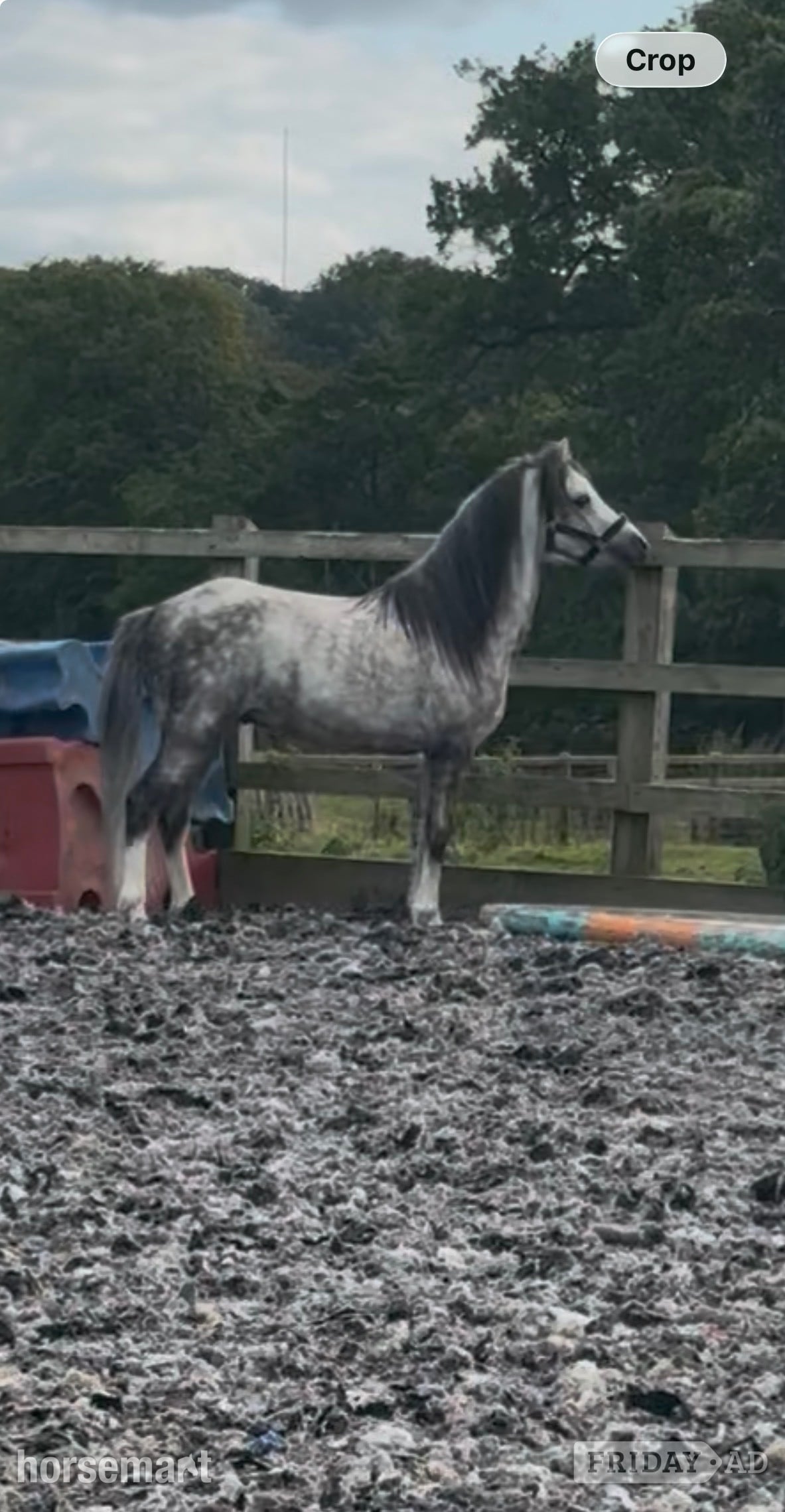"Harry" Grey Gelding All Rounder in Blackburn