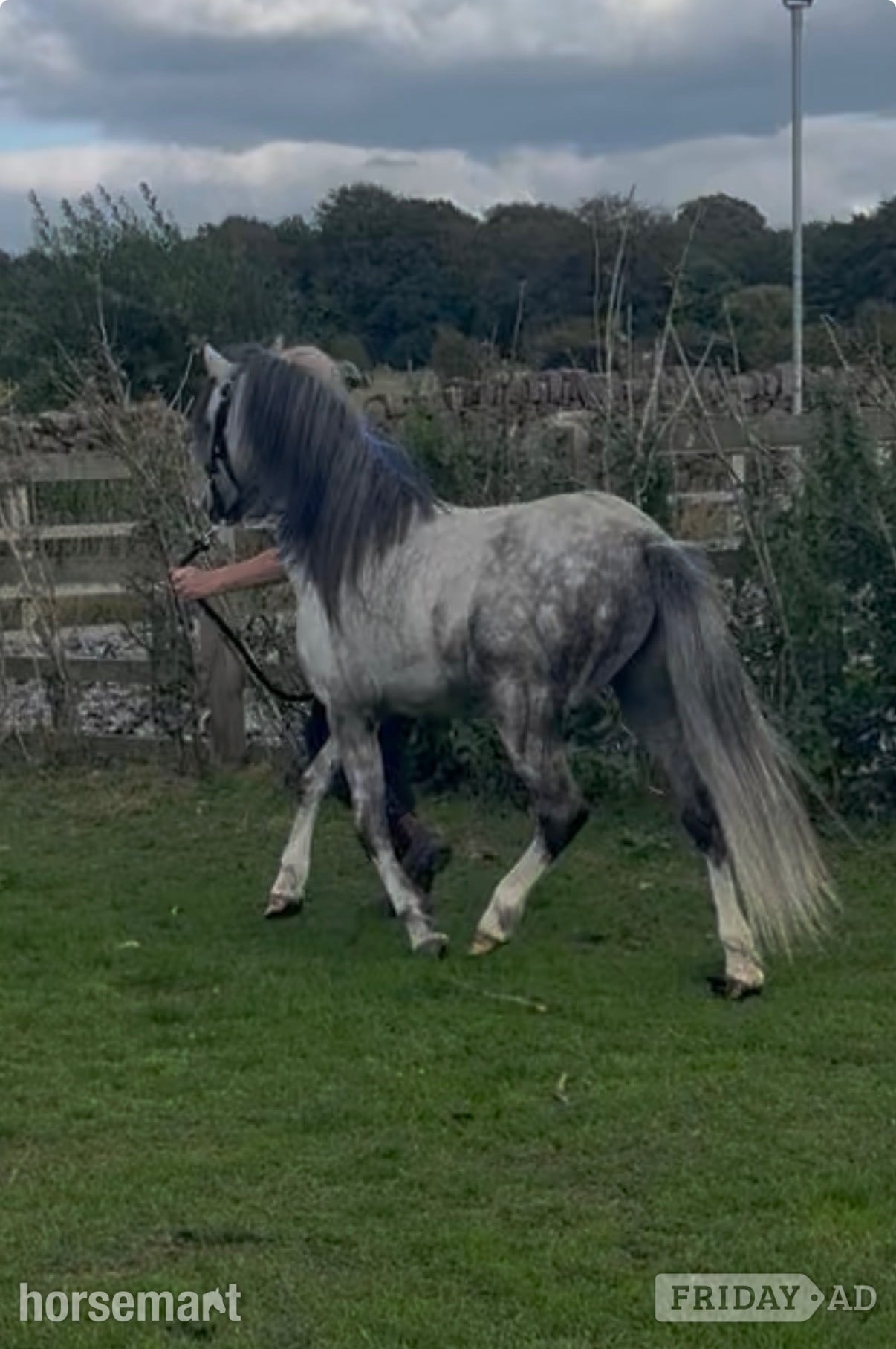 "Harry" Grey Gelding All Rounder
