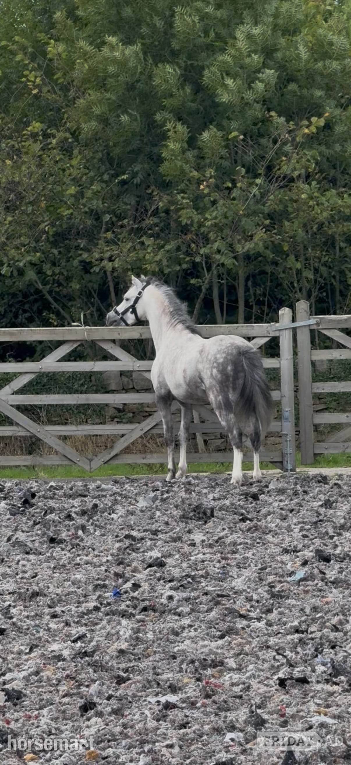 Blackburn "Harry" Grey Gelding All Rounder