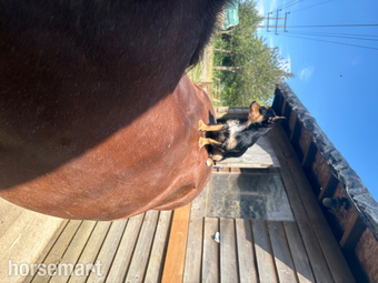 "Garfield " Chestnut Gelding Riding Club Horse