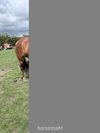 "Maya" Strawberry Roan Mare Cob/Heavy Horse