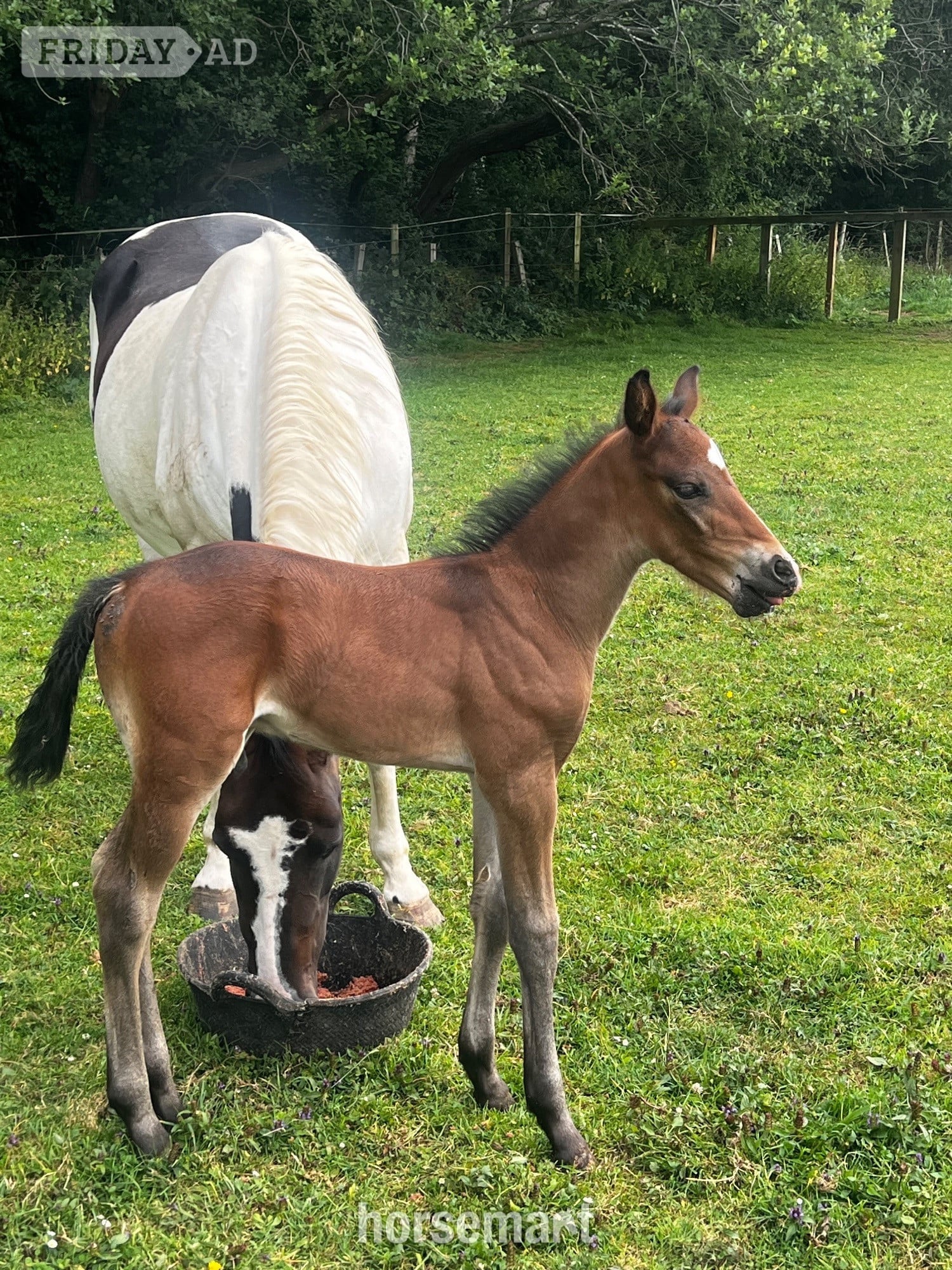 "Apollo " Brown Colt Youngstock / Foal