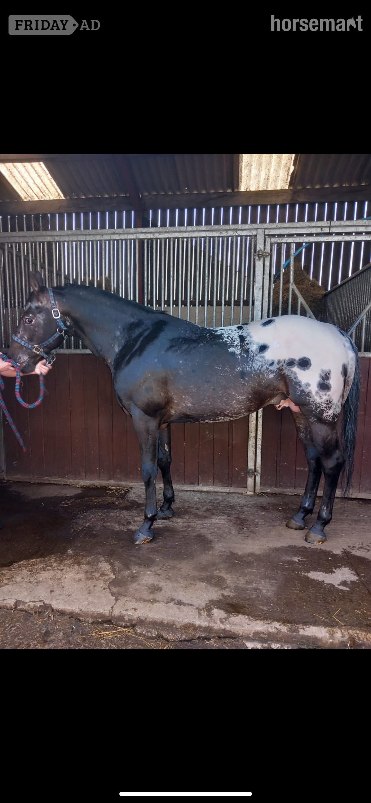 "Apollo " Brown Colt Youngstock / Foal - Horses in Darlington