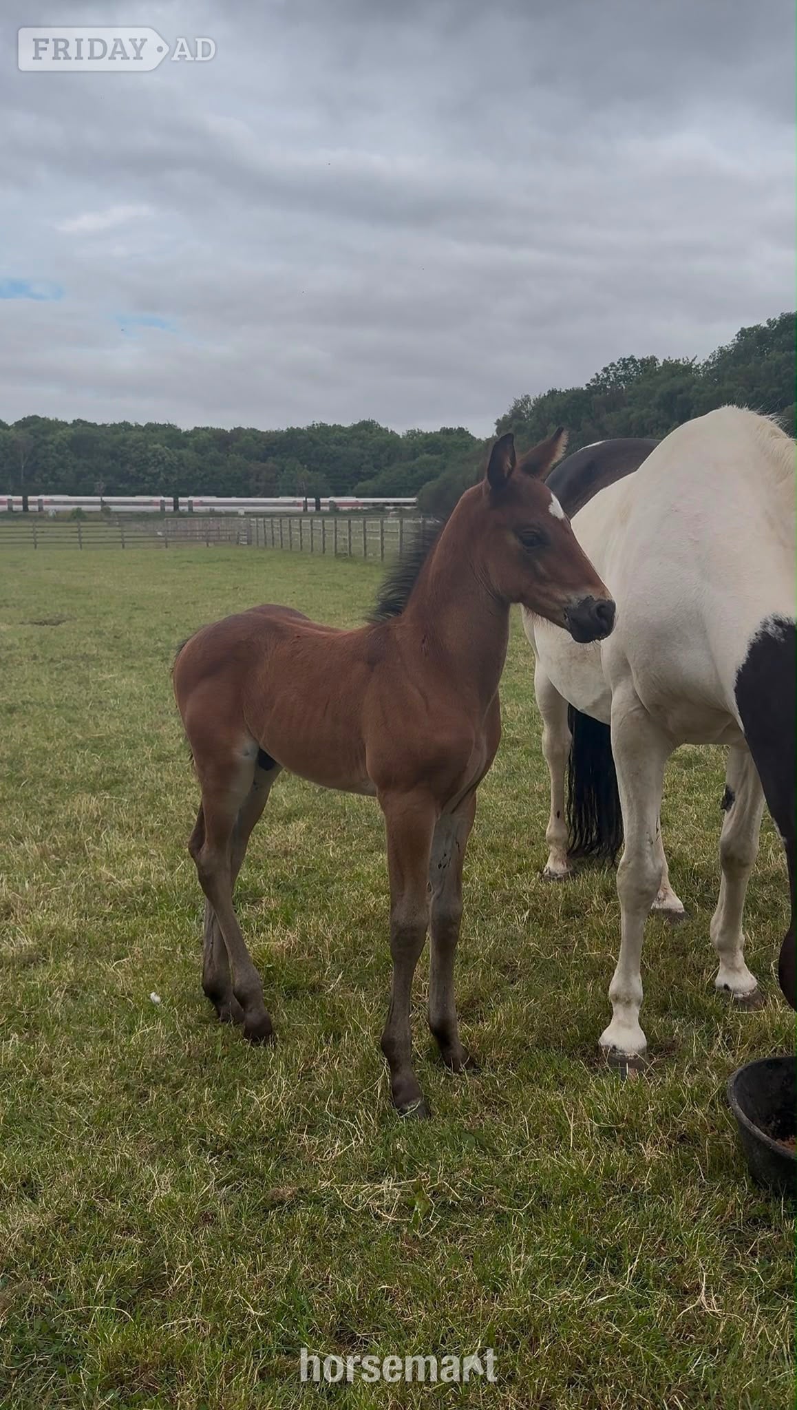 "Apollo " Brown Colt Youngstock / Foal - Horses