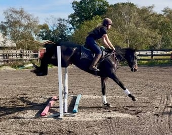 "Rolo" Dark Bay Gelding Ex Racehorse