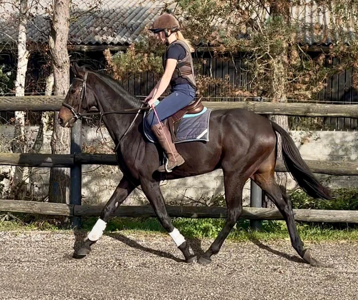"Rolo" Dark Bay Gelding Ex Racehorse