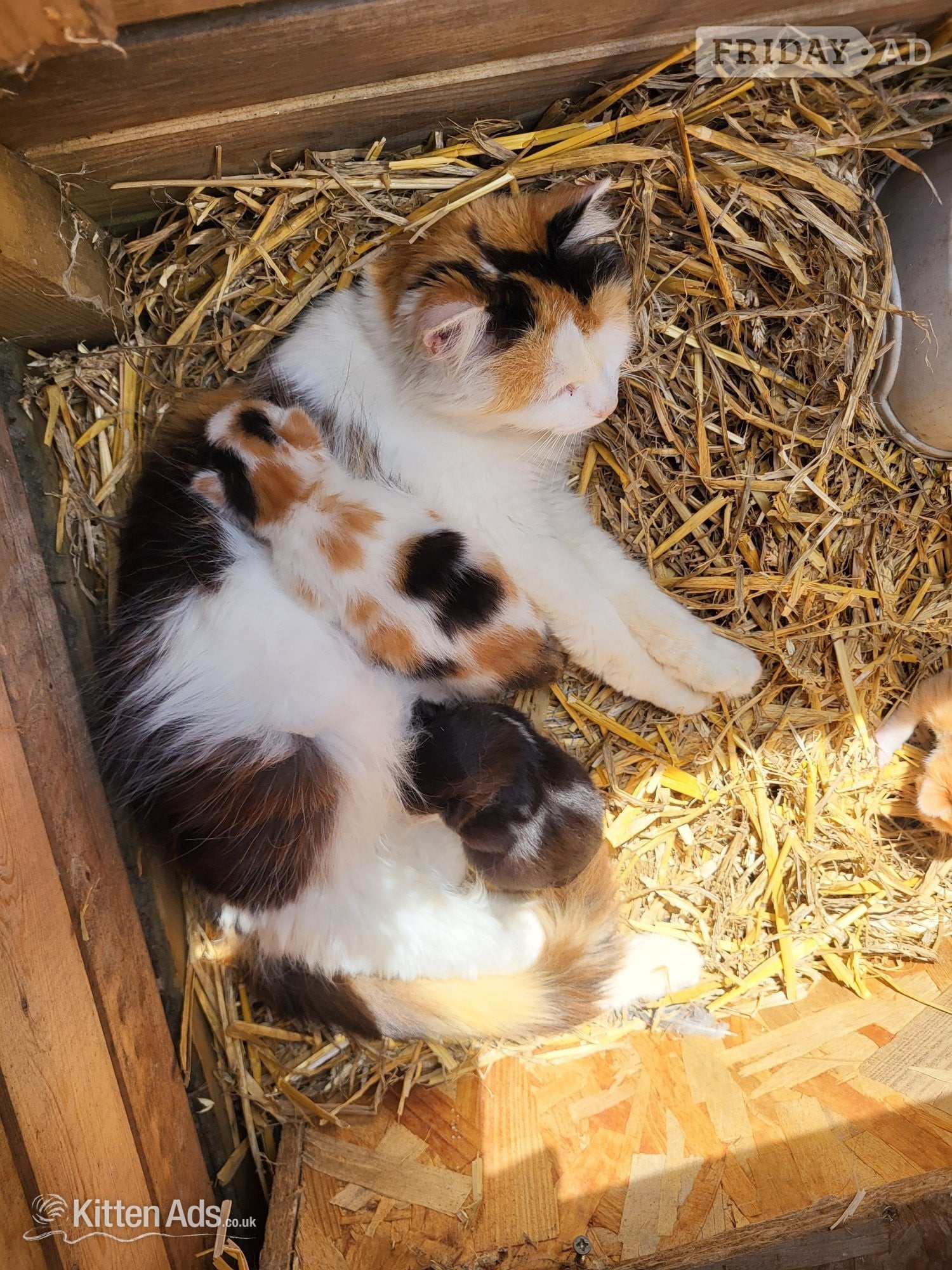 2 cute kittens from Somerset farm in Taunton