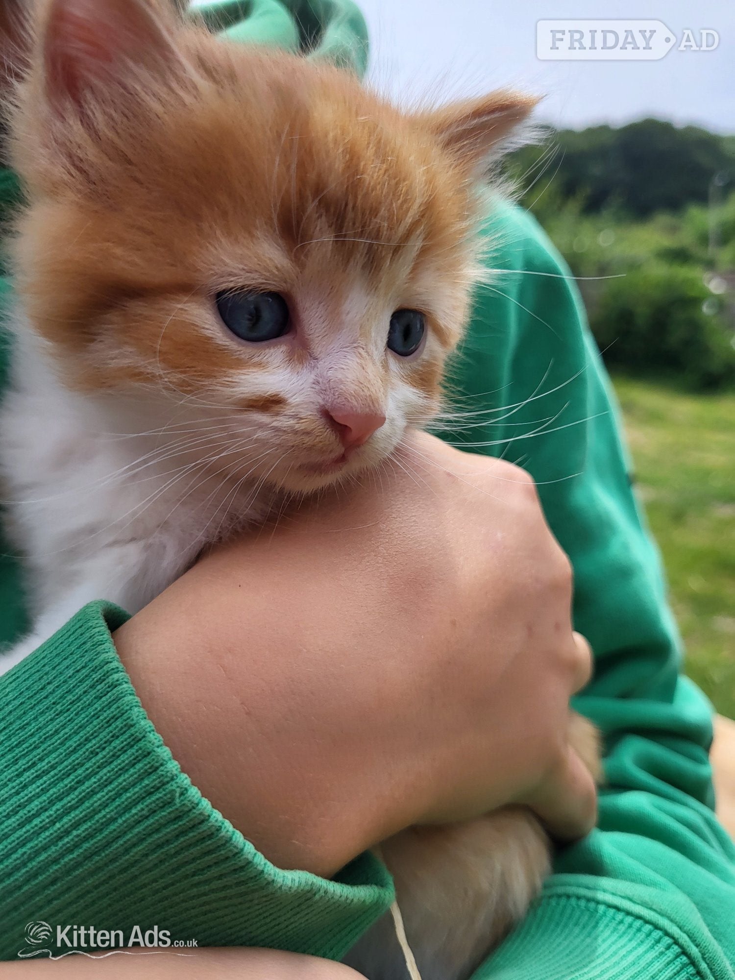 2 cute kittens from Somerset farm