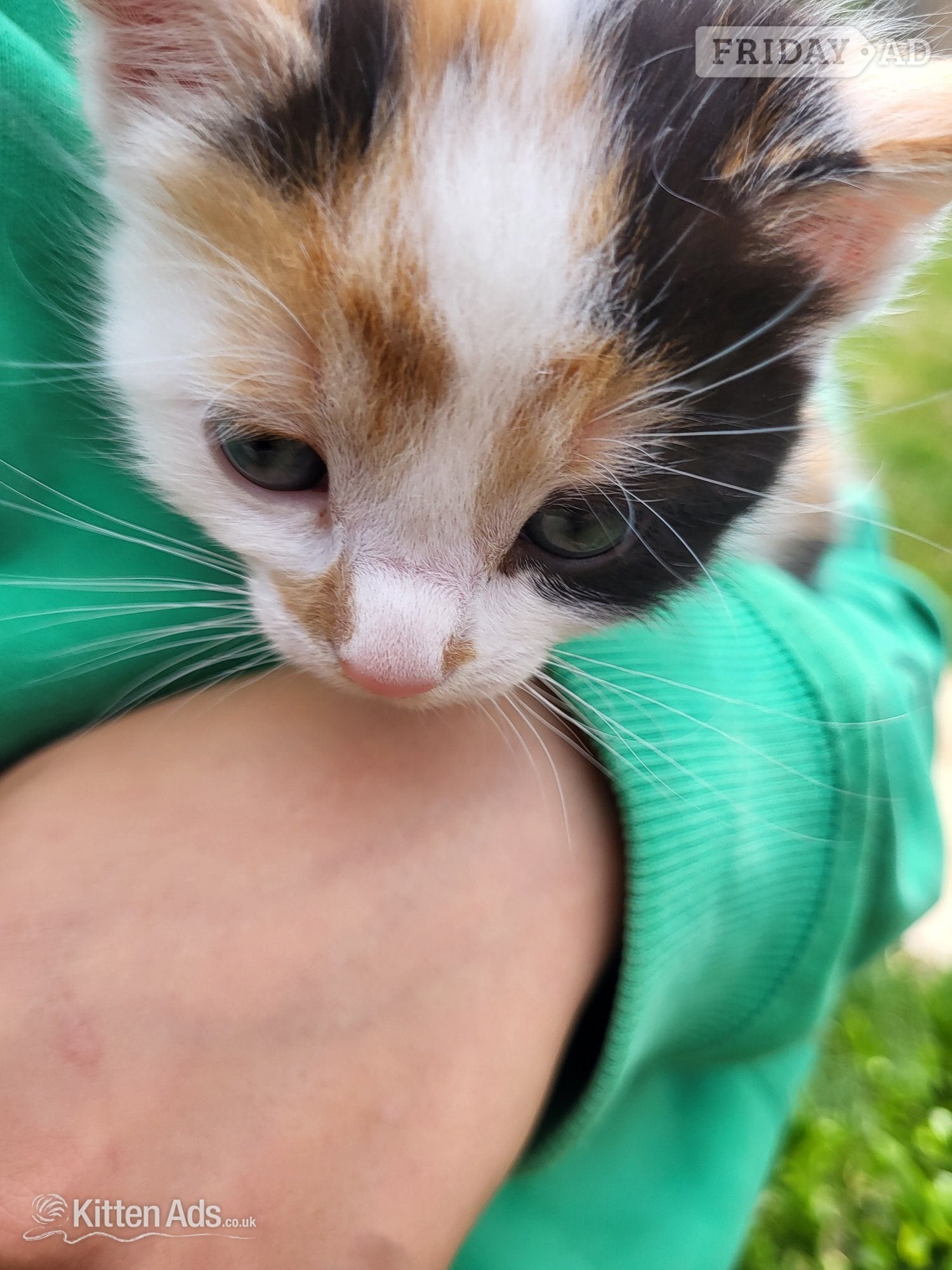 Taunton 2 cute kittens from Somerset farm