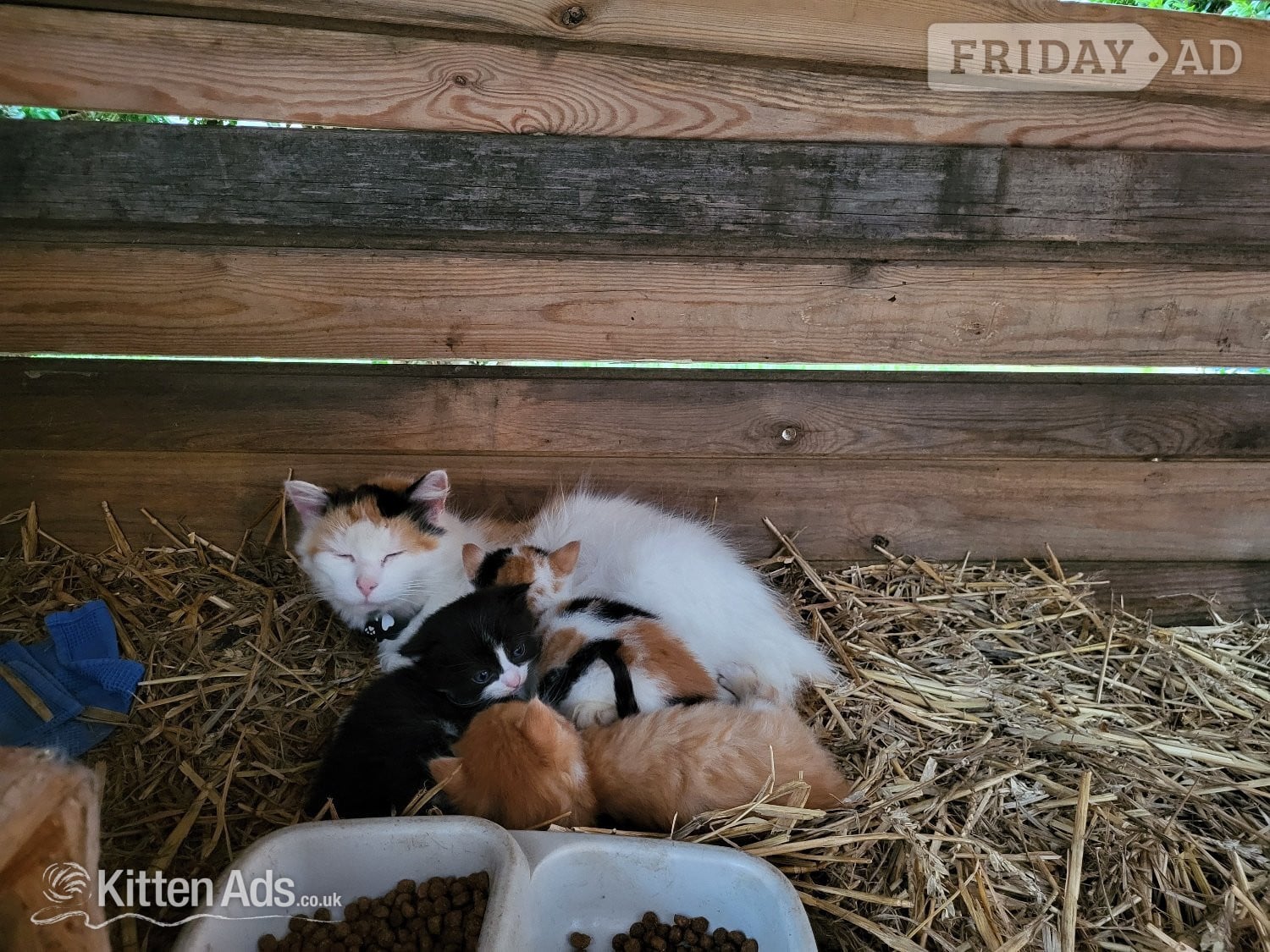 2 cute kittens from Somerset farm - Cats & Kittens in Taunton