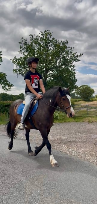 "Rio" Bay Mare Family Horse