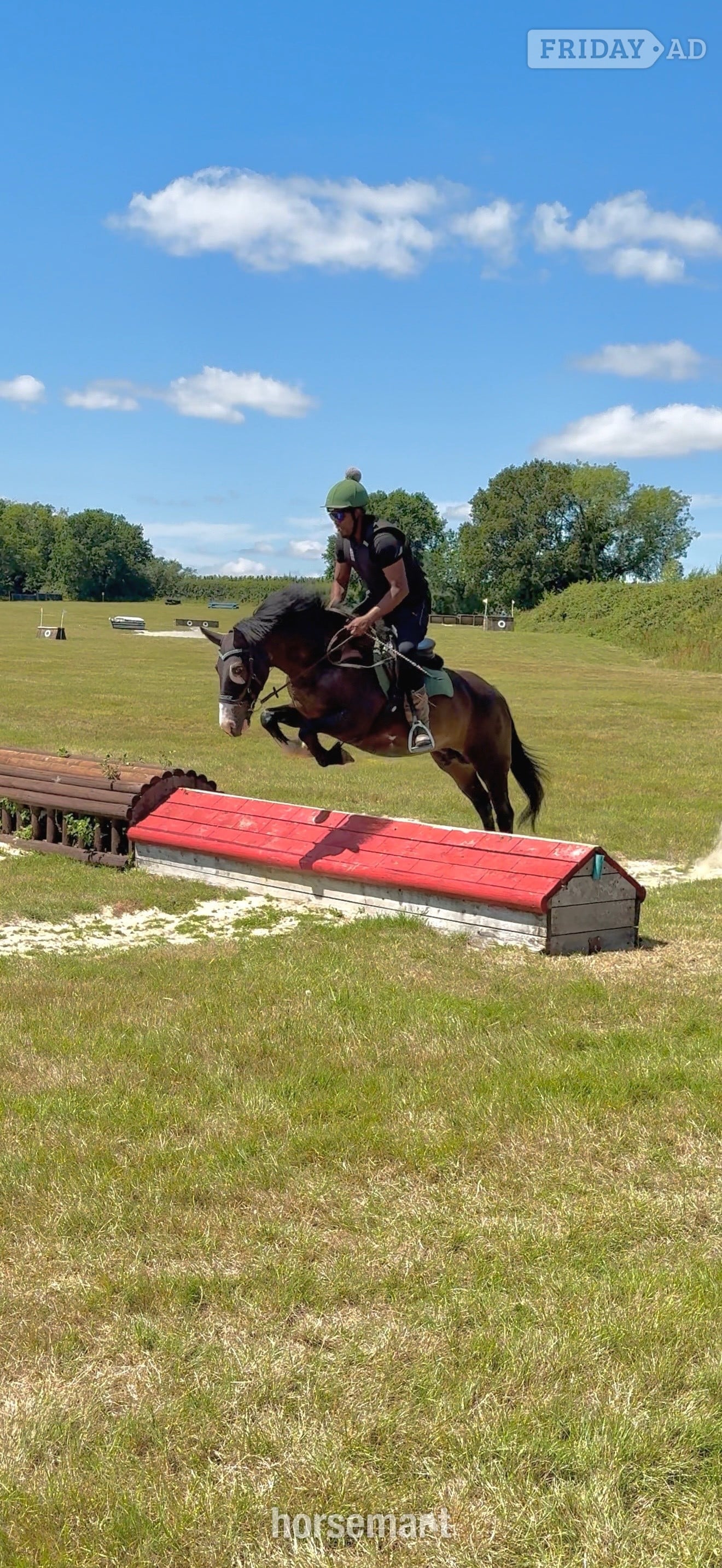 "Rio" Bay Mare Family Horse