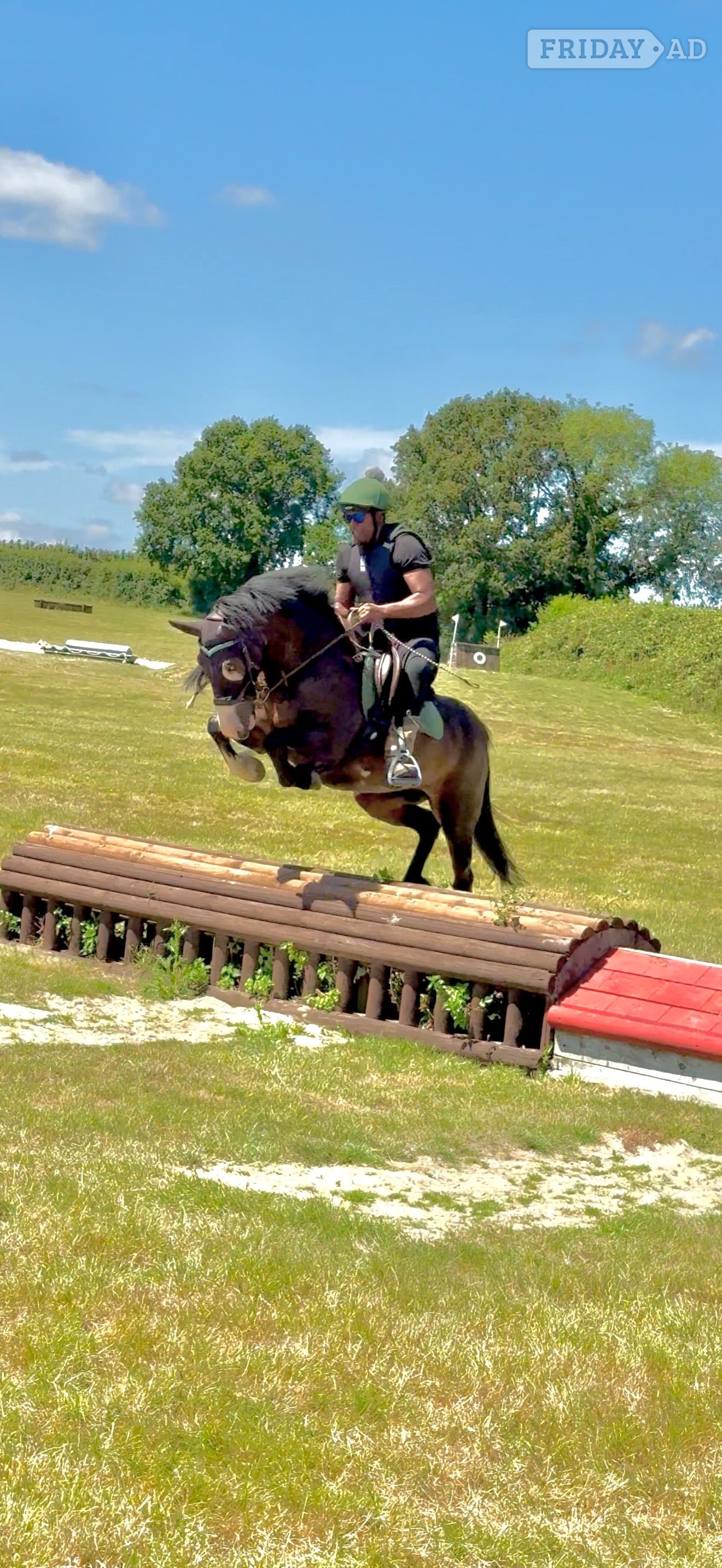 Maidstone "Rio" Bay Mare Family Horse