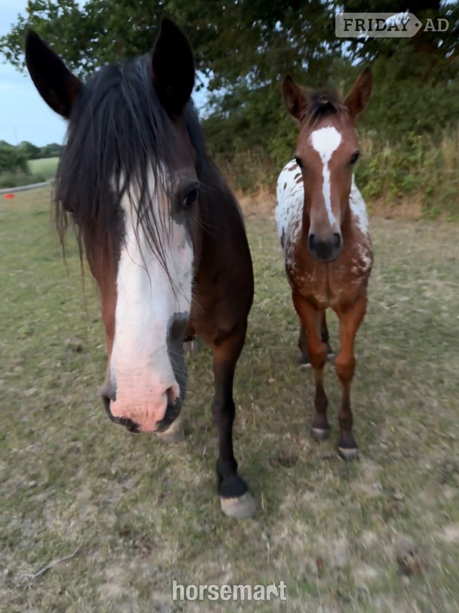 "Rio" Bay Mare Family Horse - Horses in Maidstone