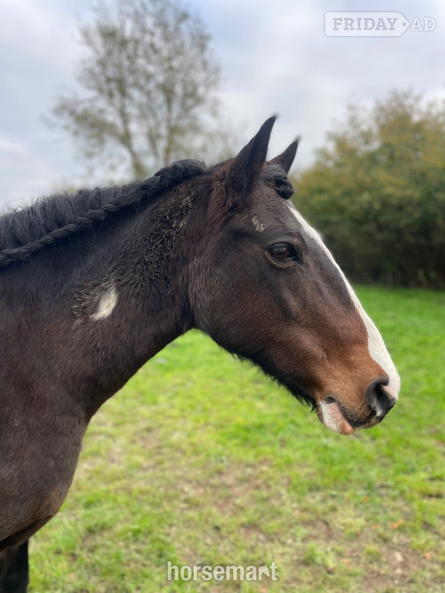 "Rio" Bay Mare Family Horse - Horses