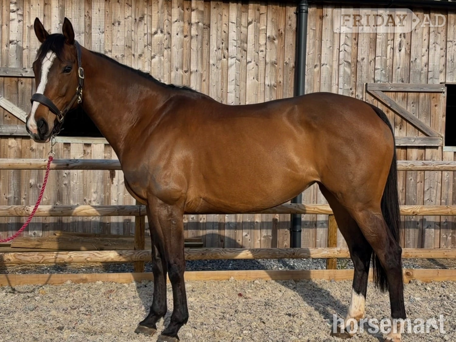 "Barbara (Barbie)" Bay Mare Ex Racehorse