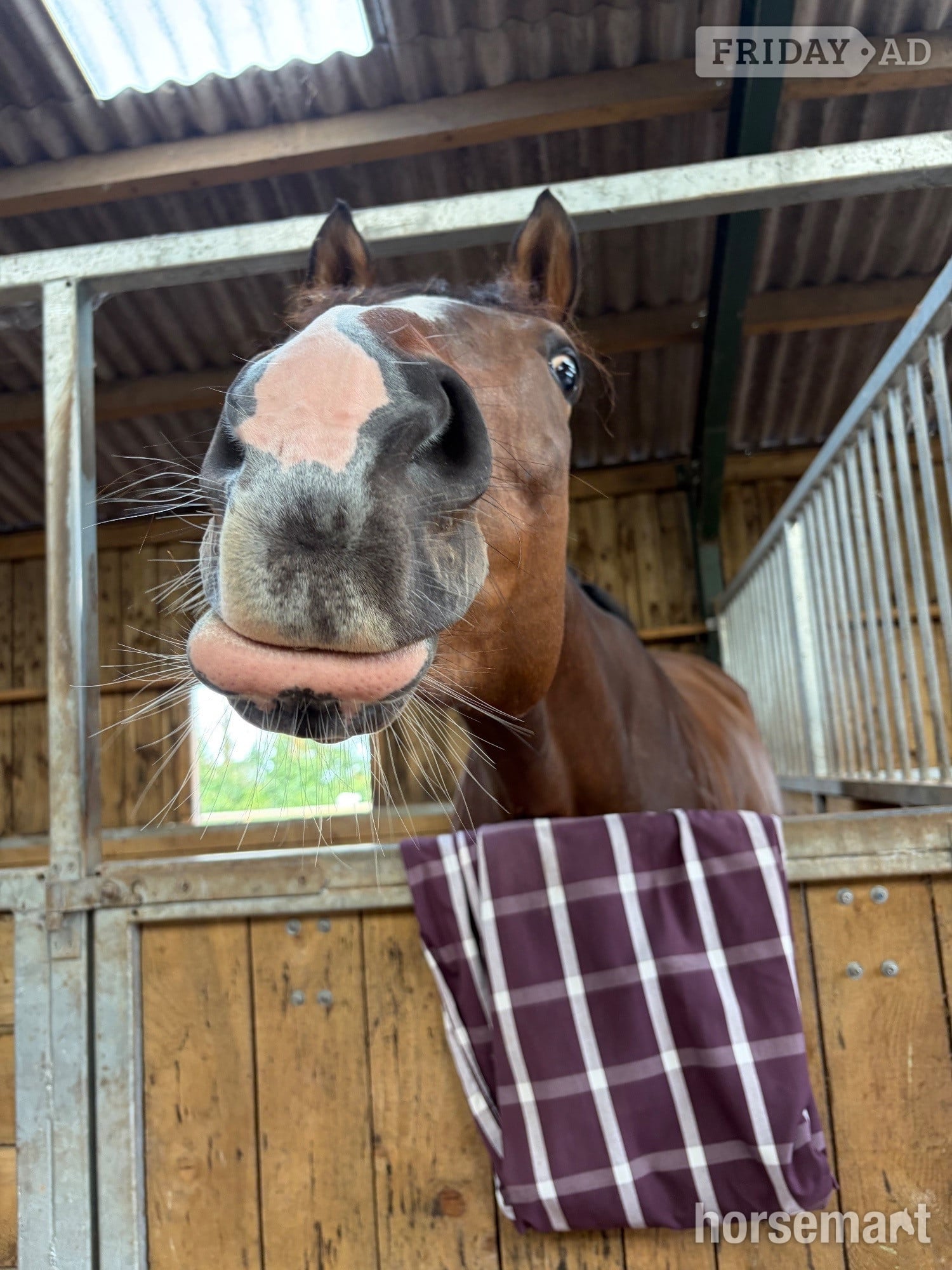 Bridgwater "Barbara (Barbie)" Bay Mare Ex Racehorse