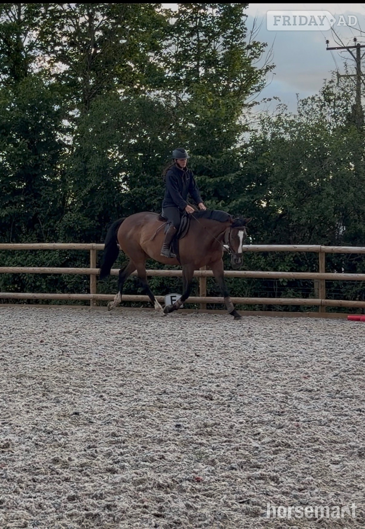 "Barbara (Barbie)" Bay Mare Ex Racehorse - Horses in Bridgwater