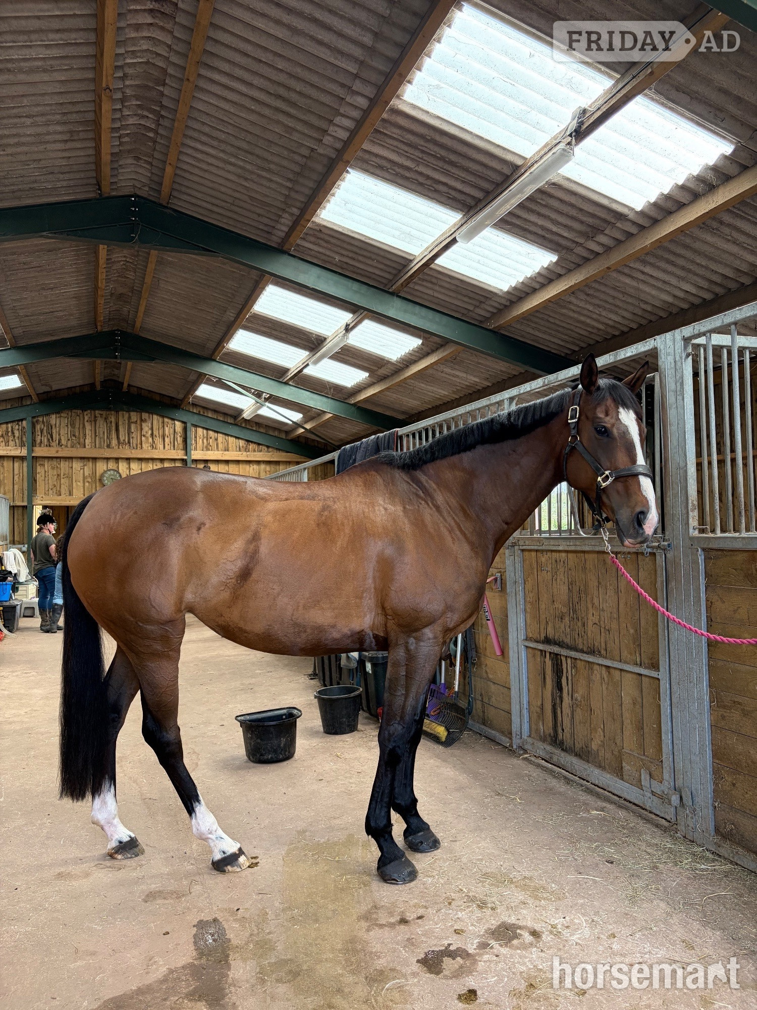 "Barbara (Barbie)" Bay Mare Ex Racehorse - Horses