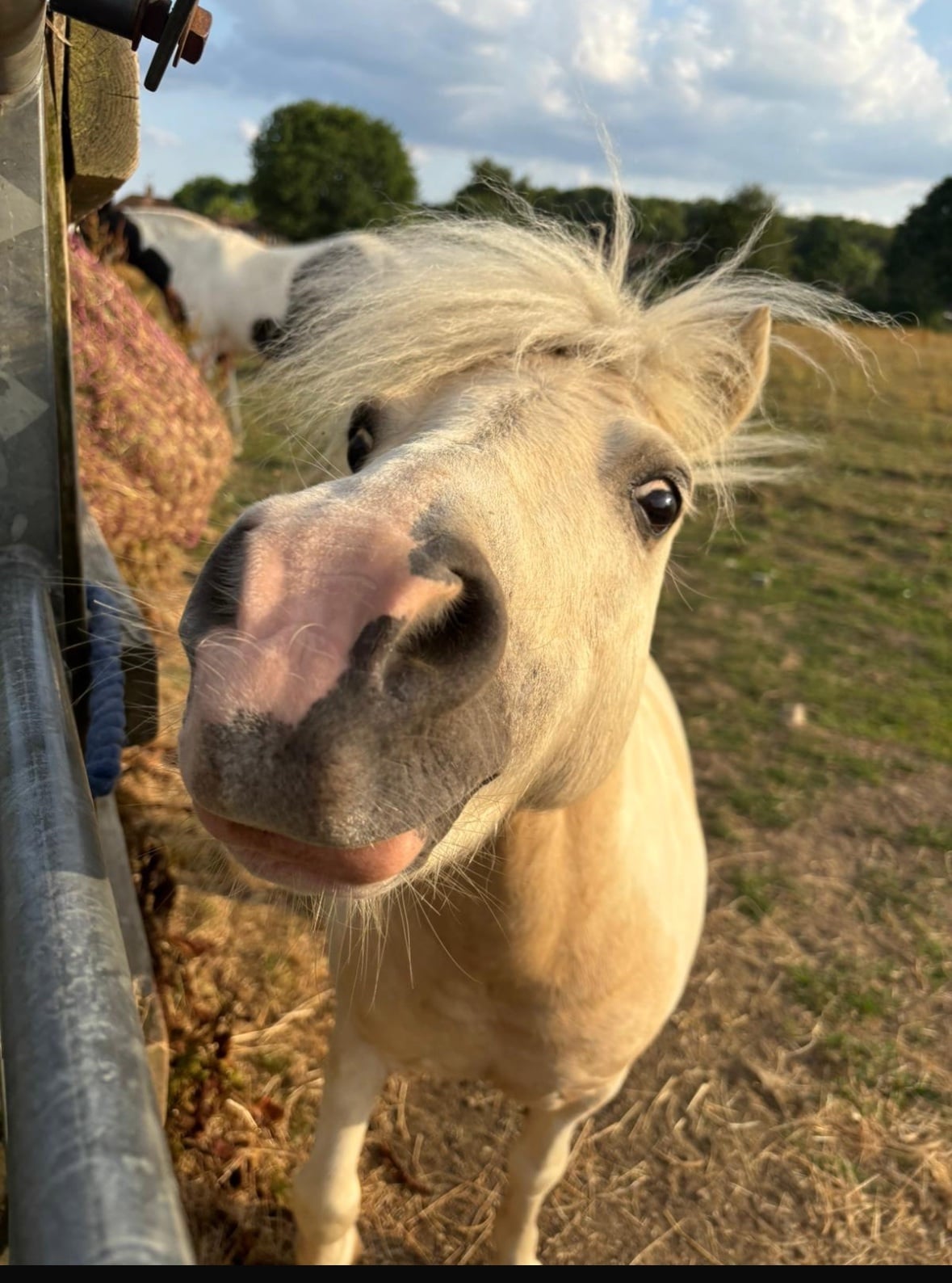 "Dandylion" Skewbald Gelding All Rounder in Hatfield