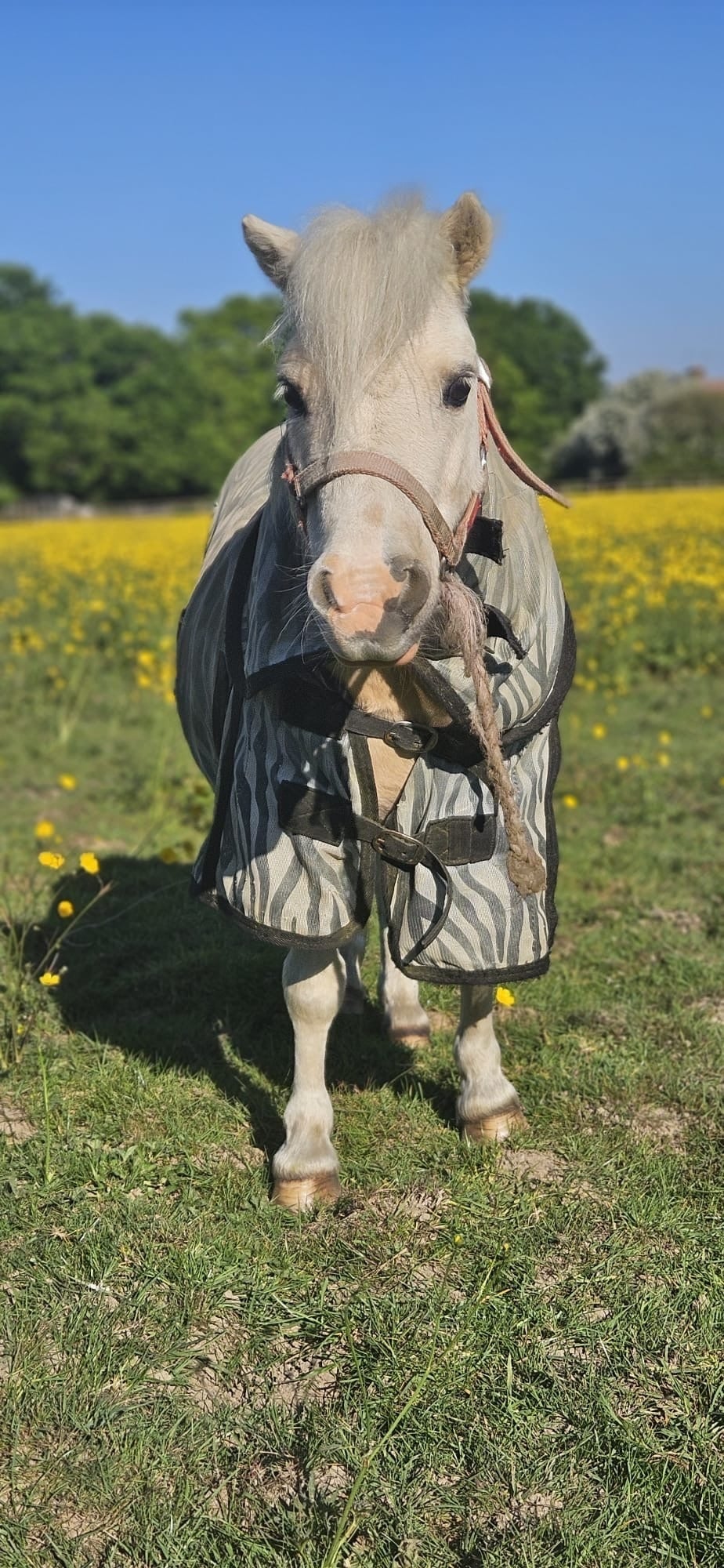 Hatfield "Dandylion" Skewbald Gelding All Rounder