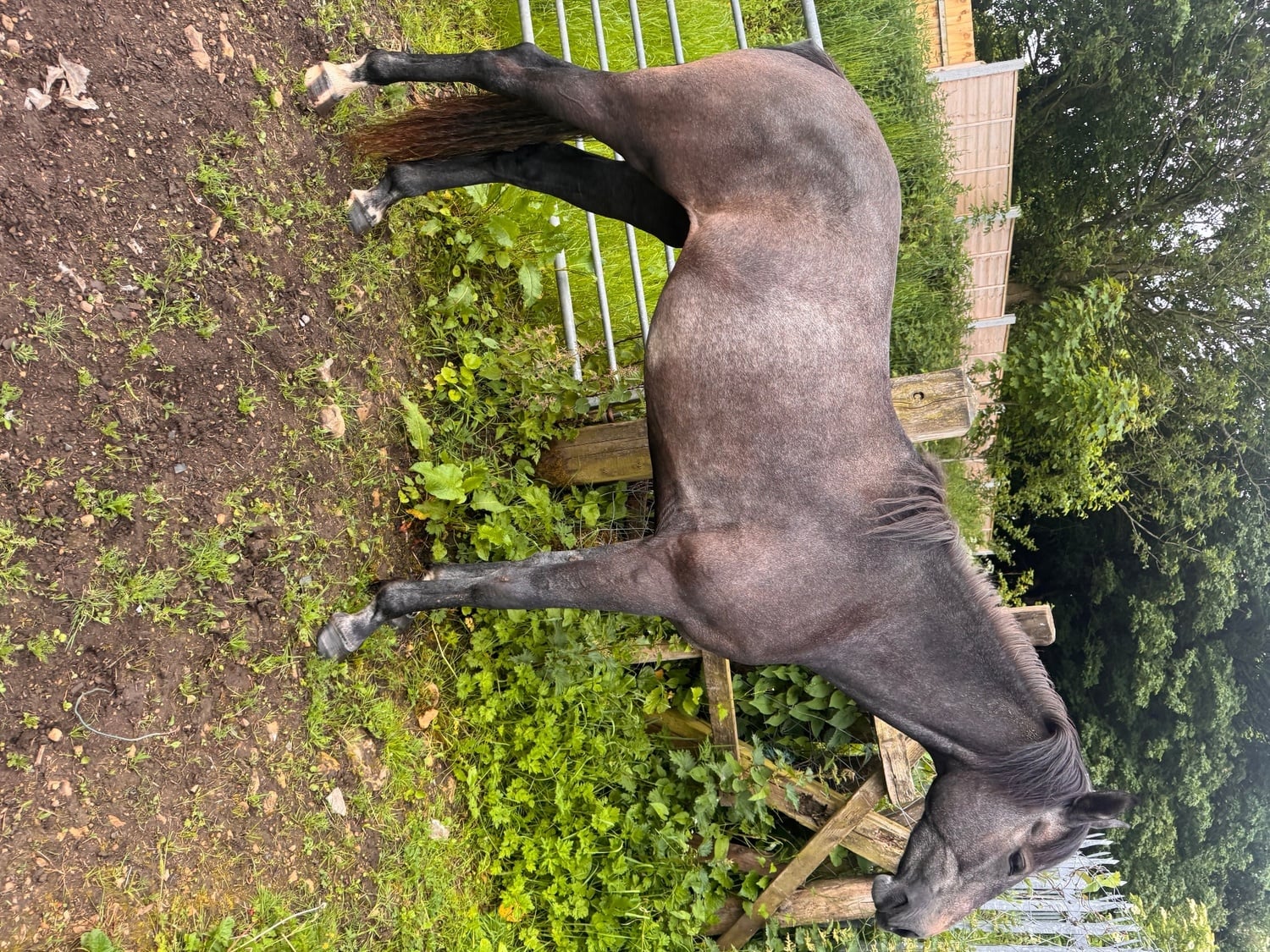 "May" Grey Filly Young Sport Horse