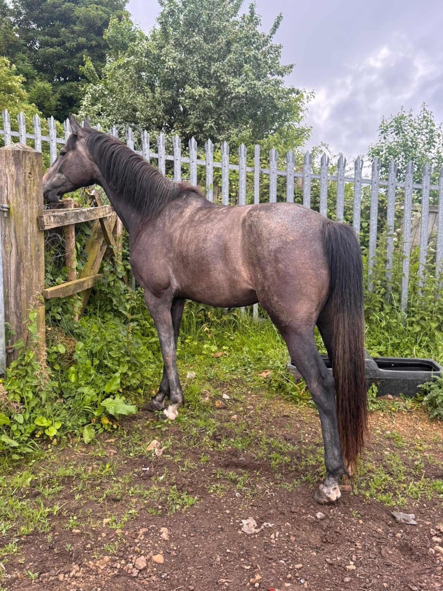 Ferryhill "May" Grey Filly Young Sport Horse