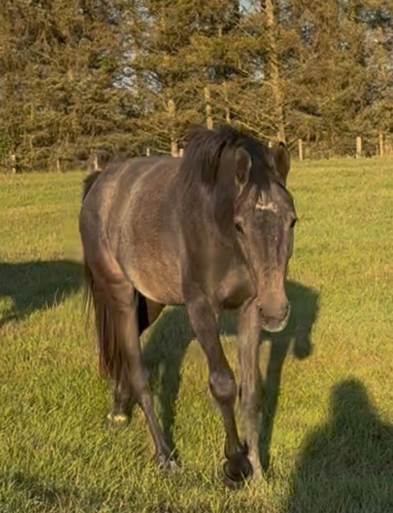 "May" Grey Filly Young Sport Horse - Horses in Ferryhill