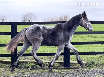 "Registered Irish Draught" Dapple Grey Filly Young Sport Horse