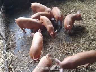 Tamworth weaners for sale