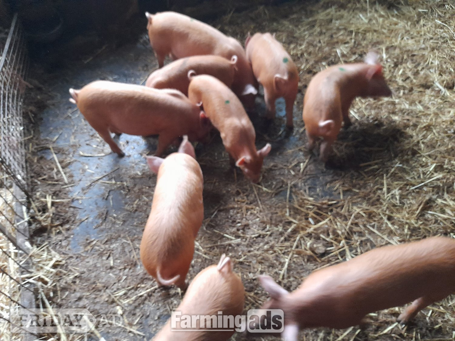 Tamworth weaners for sale in Narberth