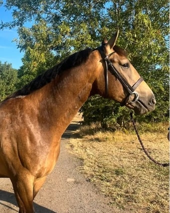 "Henry" Dun Gelding Young Sport Horse