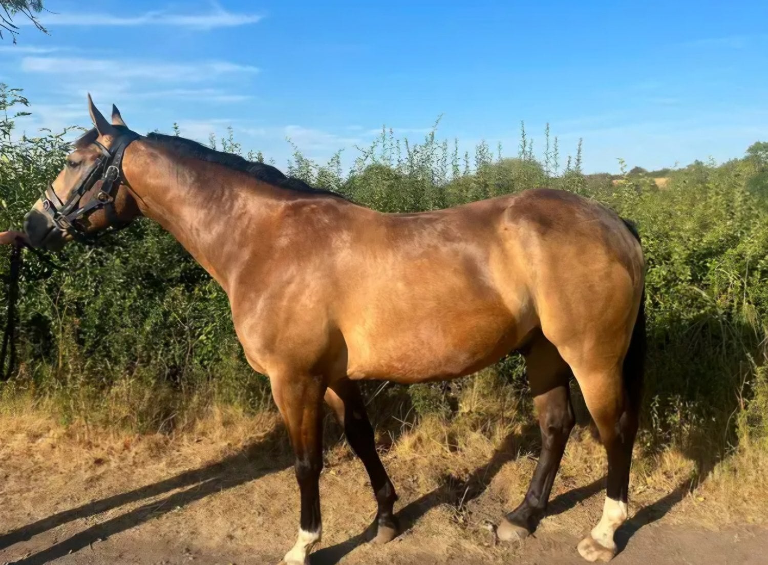 "Henry" Dun Gelding Young Sport Horse