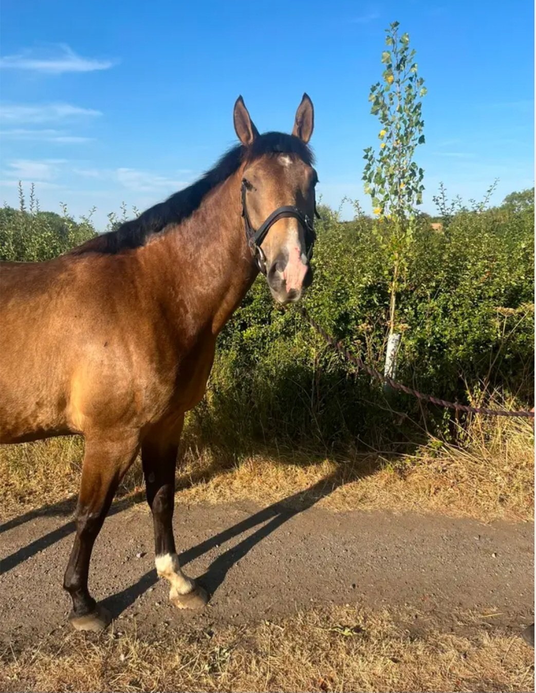 Long Clawson "Henry" Dun Gelding Young Sport Horse