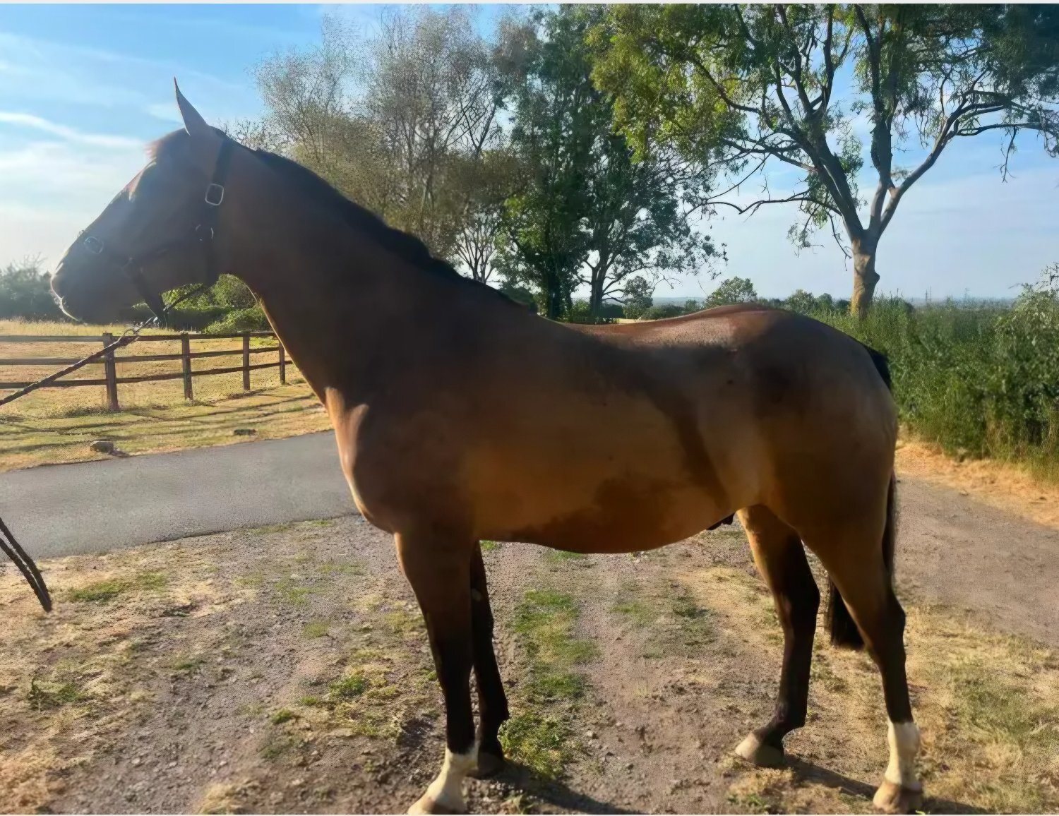 "Henry" Dun Gelding Young Sport Horse - Horses in Long Clawson