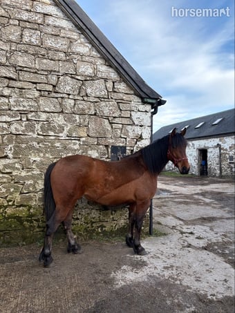 "Leo / Moonstruck " Bay Gelding Cob/Heavy Horse