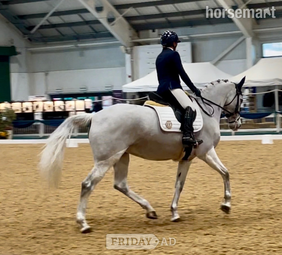 "Bon bon" Grey Mare Dressage Horse - Horses