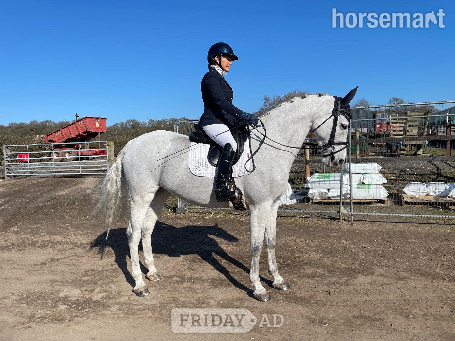 Stoke "Bon bon" Grey Mare Dressage Horse