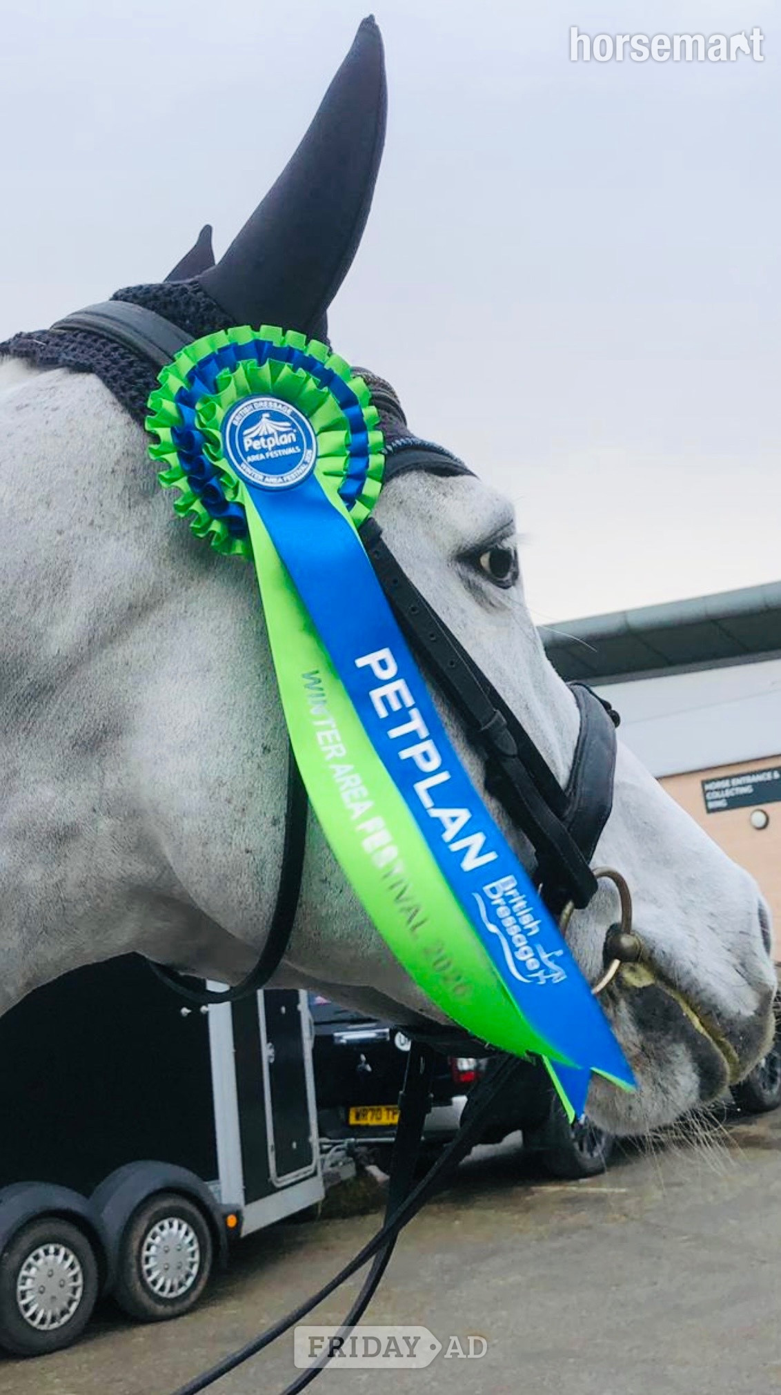 "Bon bon" Grey Mare Dressage Horse - Horses in Stoke