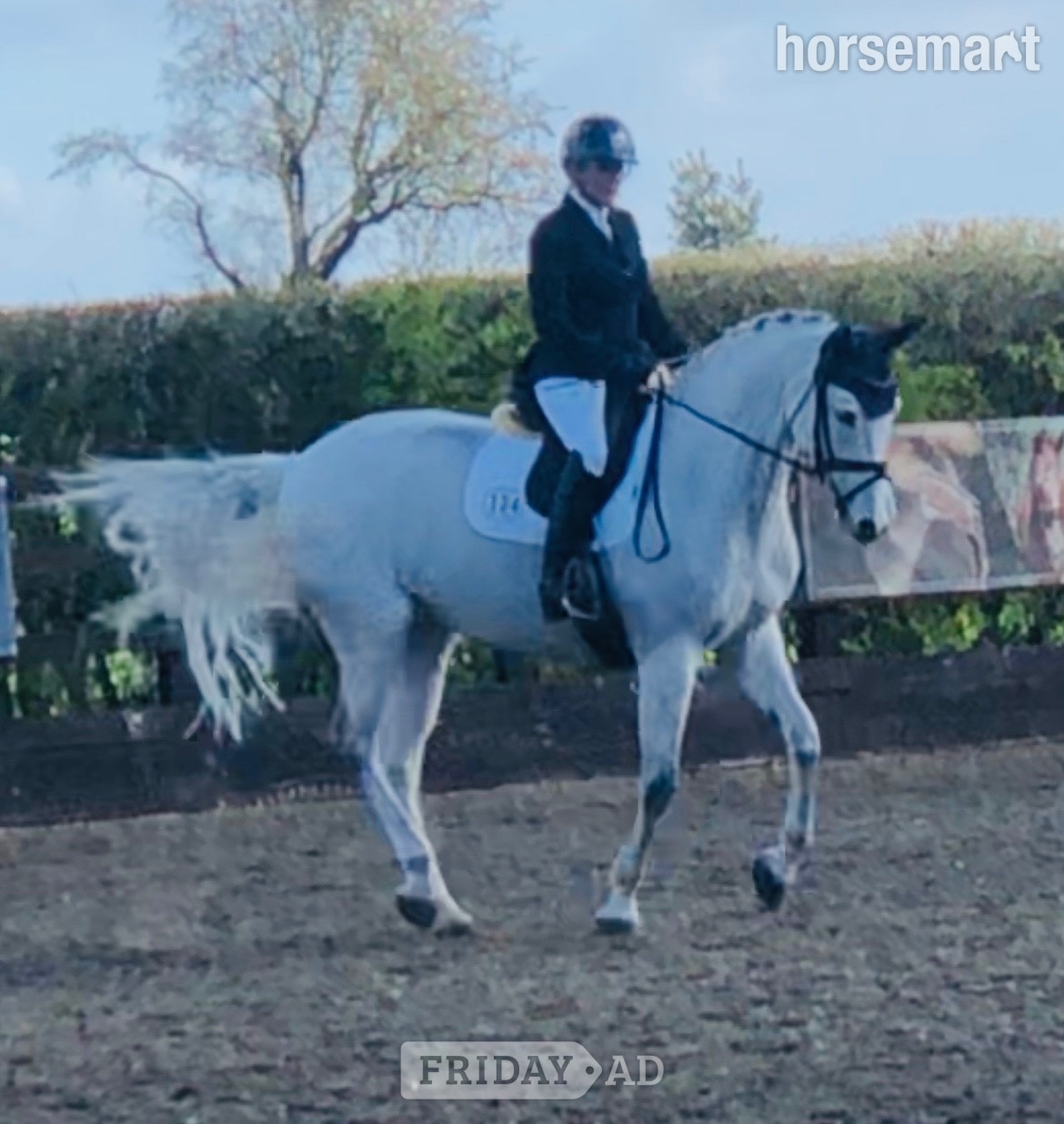 "Bon bon" Grey Mare Dressage Horse