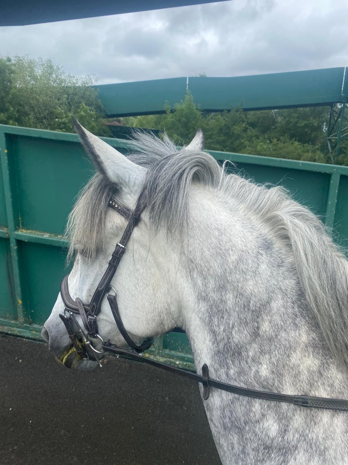 Sandiacre "Filly" Dapple Grey Mare Family Horse