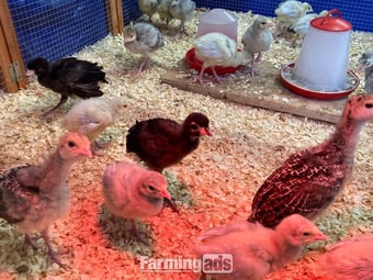 20 x Lavender / Lilac turkey poults for sale 