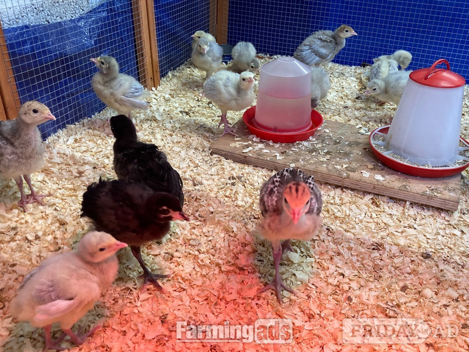 20 x Lavender / Lilac turkey poults for sale 