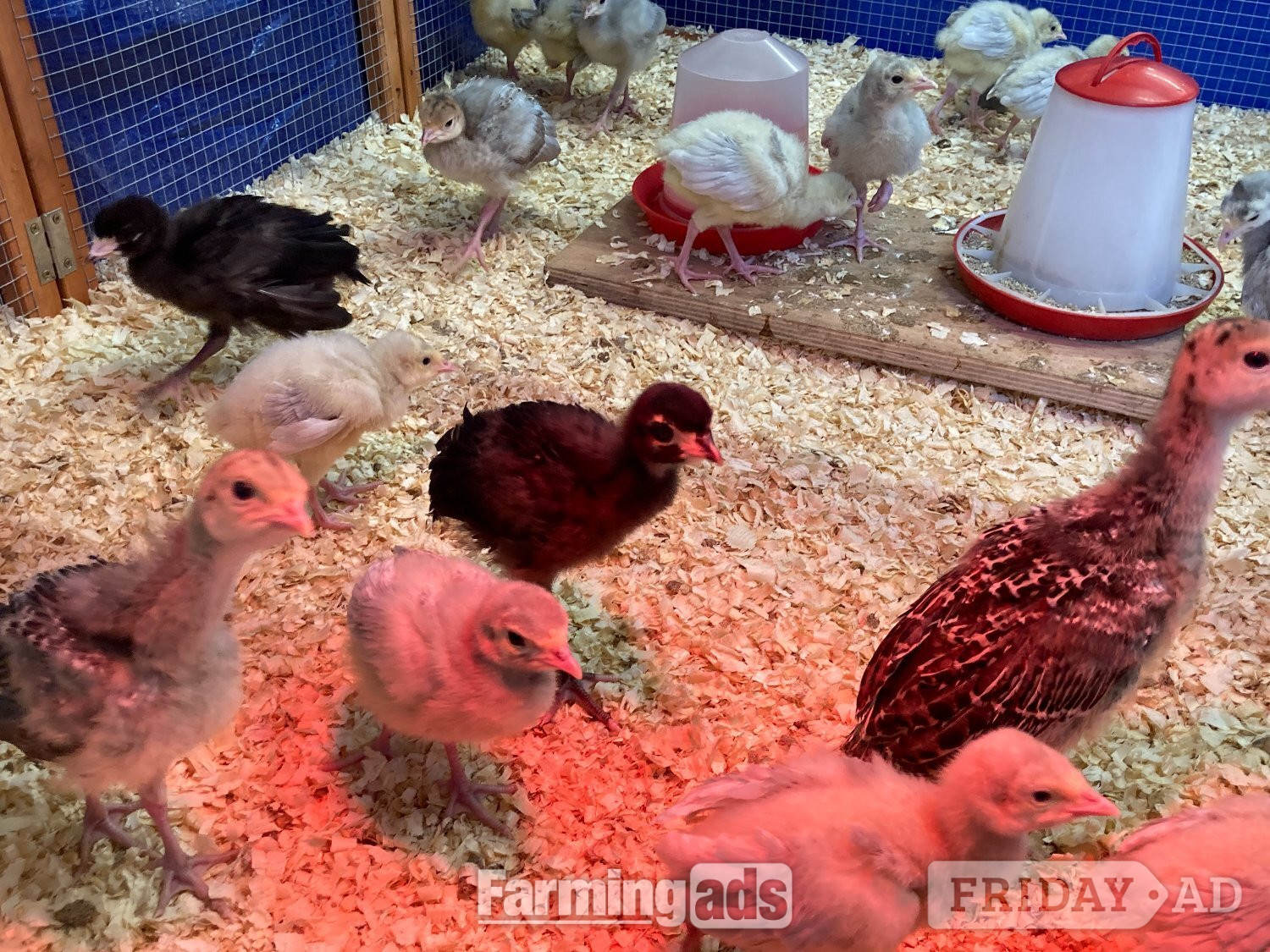 20 x Lavender / Lilac turkey poults for sale  in Norwich