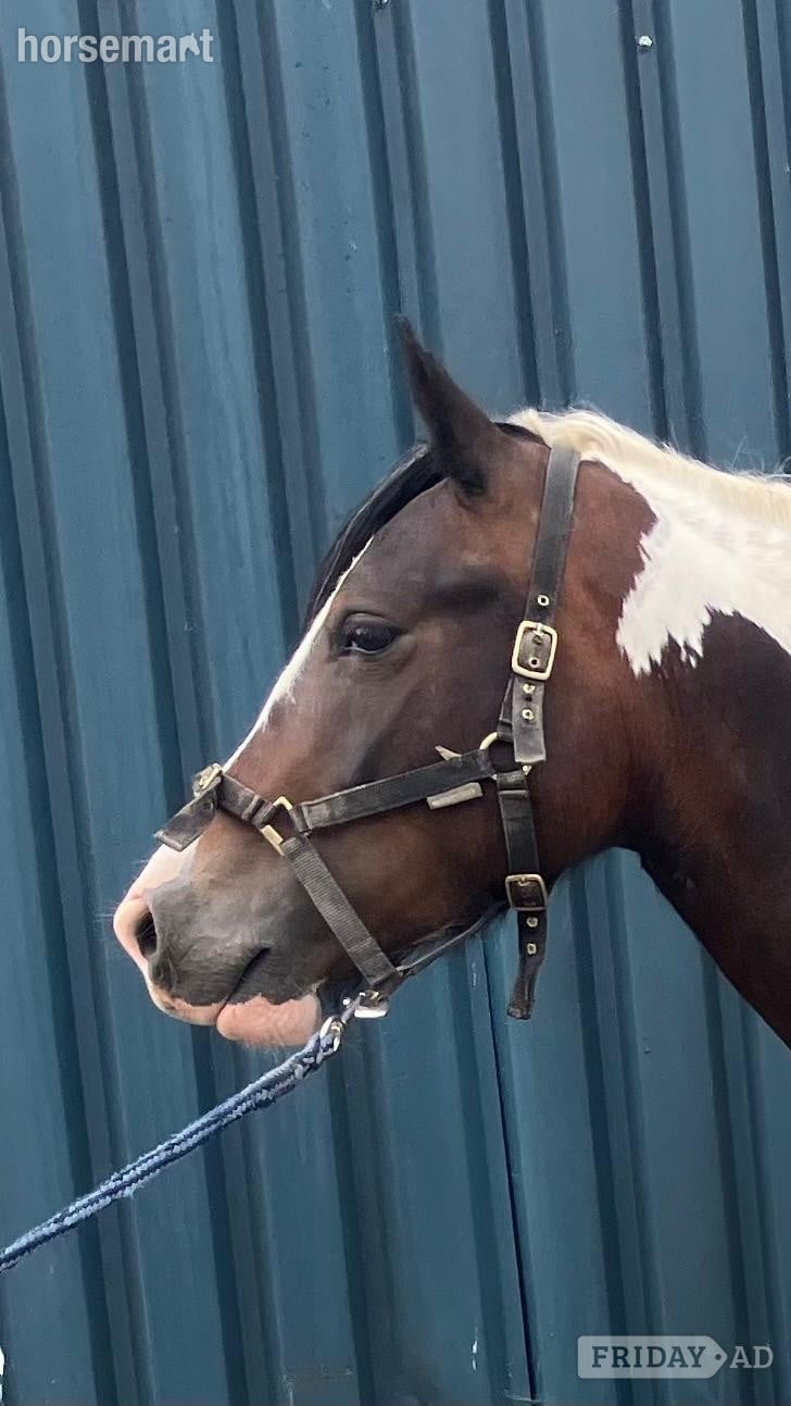 "Lady" Tri-Coloured Filly Coloured in Welshpool